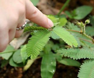 Touch Sensitive Plants